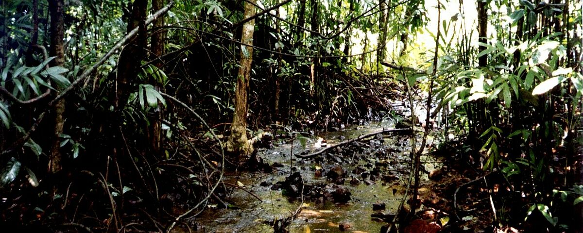 Myristica Swamp, Western Ghats (Photo: N. Hegde)